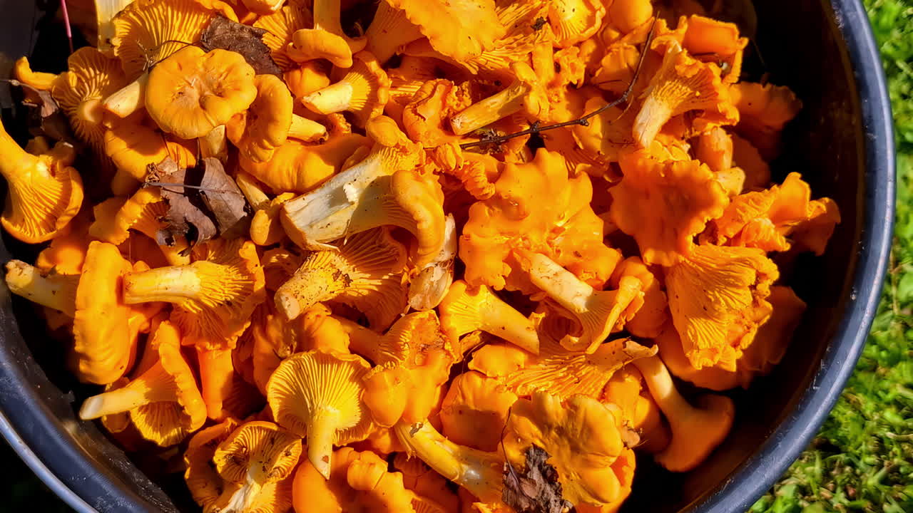 Grande ciotola di metallo riempita con funghi finferli appena raccolti, primo piano