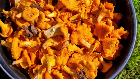 large metal bowl filled with freshly harvested chanterelle mushrooms, close up
