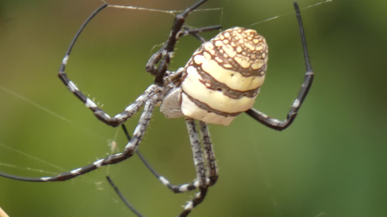 araña en web uhd mp4 4k