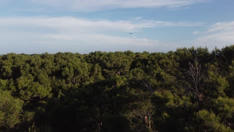 Pinewood on sunny day, Mar de las Pampas in Argentina