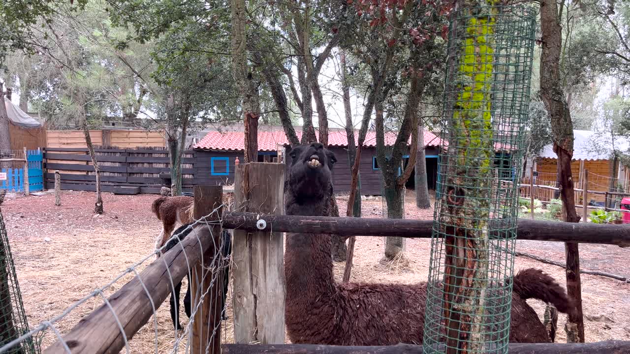 그 를 환영 하는 방문자 들 에게 침 을 는 의심 스러운 라마 의 가까운 모습