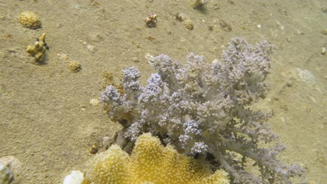 Coral-Blando-Púrpura-Ondeando-Lentamente-En-La-Corriente-En-Cámara-Lenta-En-4k