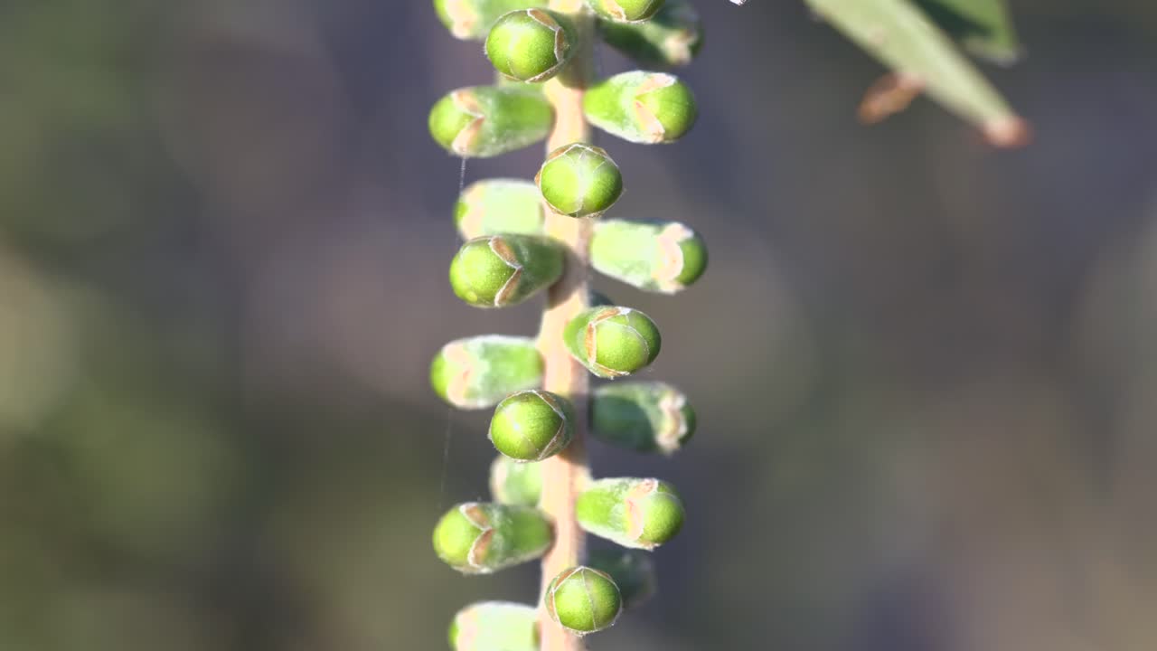 자연 환경에서 병 질 의 클로즈업