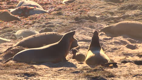 elephant seals engage in playful mid shot sand throwing