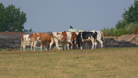 Einige-Milchkühe-Stehen-Nebeneinander-Und-Fressen-Heu