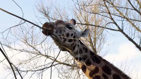 jirafa comiendo ramas de lo alto de un árbol