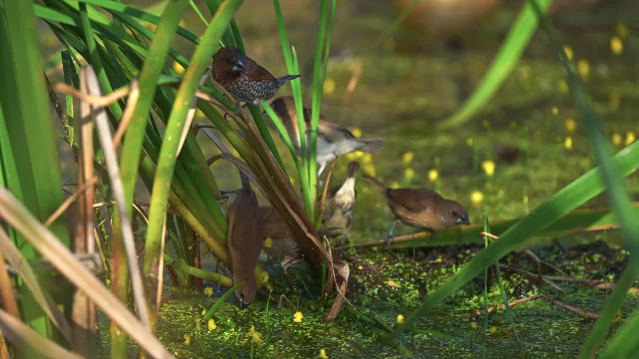 Foraggiamento di Munia Petti Squamati sul fiume - primo piano, ripresa statica