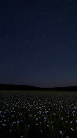moonlight field at night