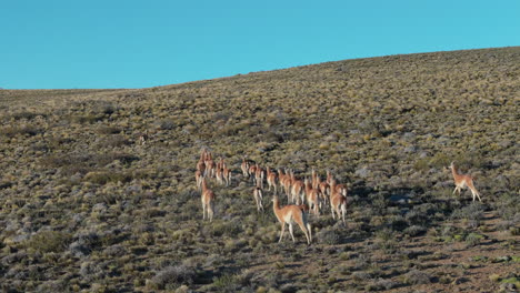 Guanaco llama herd running in a valley. Patagonia Argentina Chile