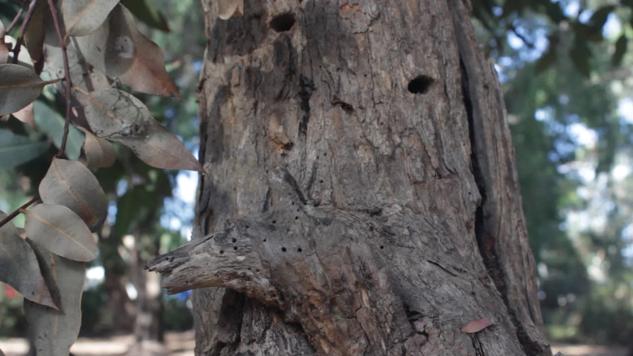 Explore the intricate textures of a eucalyptus gum tree in a serene forest setting. The camera captures detailed bark features and background foliage, evoking a calm and natural atmosphere