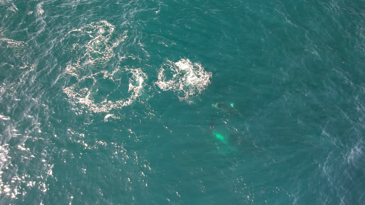 Whales Across The Seas Near Burleigh Heads National Park On The Gold Coast, Queensland, Australia. Aerial Slow Motion Shot