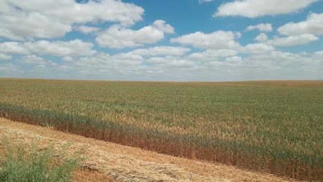 campo de trigo en el soleado kibutz del distrito sur de israel