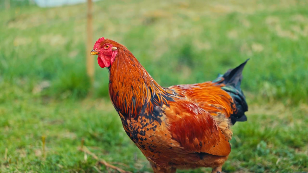 Ayam jantan dengan bulu-bulu cerah dan jengger merah, menunjukkan detail bulu, fitur burung, dan karakteristik hewan ternak alami