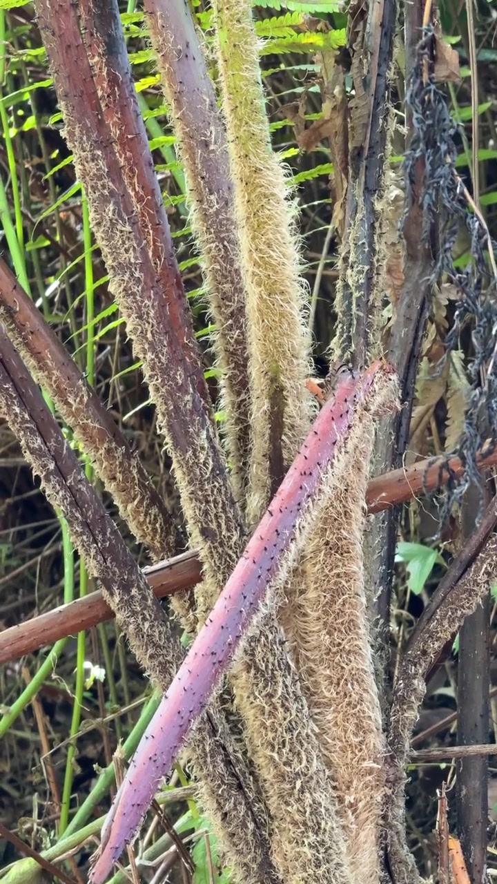 Close-up de caules de samambaia peludos em uma floresta tropical