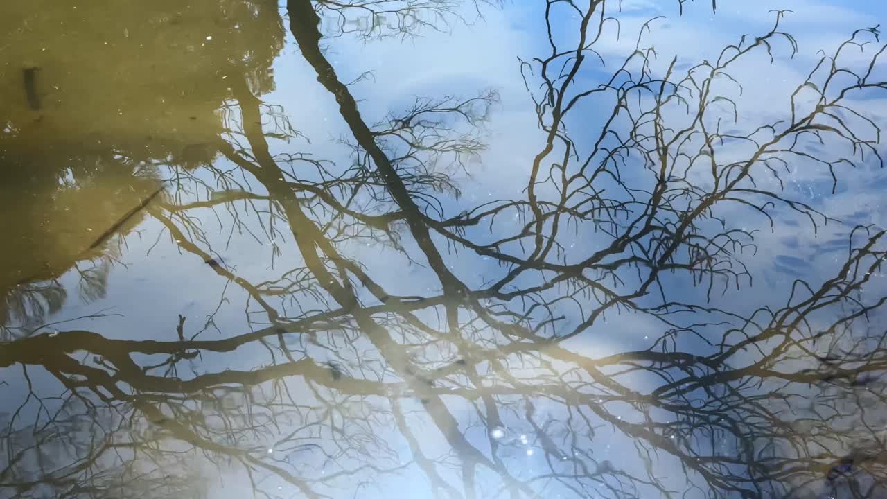 Reflecting tree branches in water, showcasing calm and serene atmosphere near Tokyo