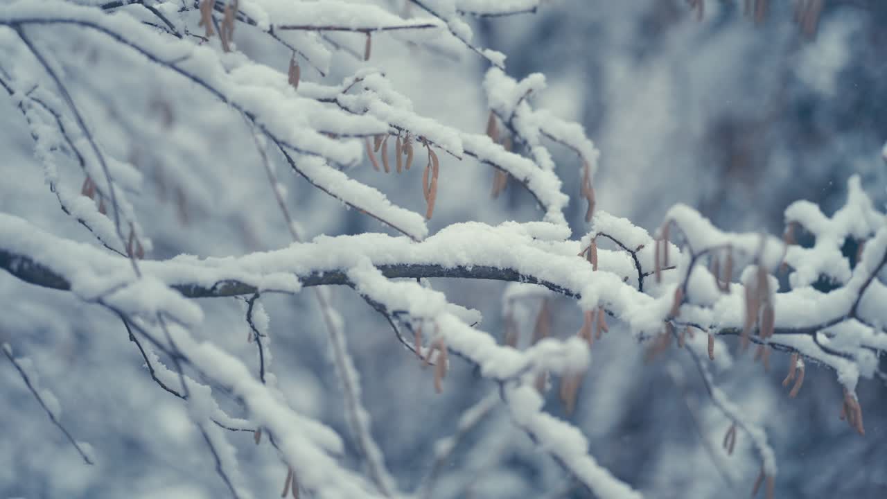 The first snow is falling