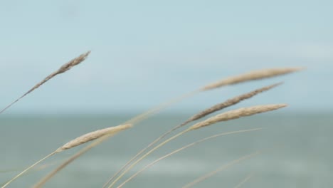 tall grass swaying in wind on blue natural background, close up