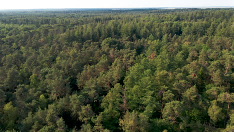 Aéreo-Sobre-Un-Bosque-Verde-Y-Escénico-En-Verano