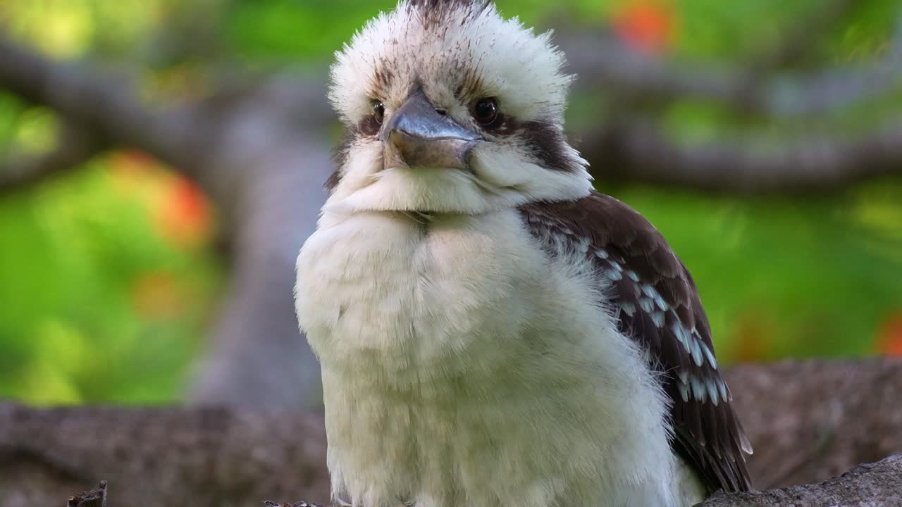 A wild laughing kookaburra (Dacelo novaeguineae) perched on a tree branch in its natural habitat fluffs up its feathers on a windy day, spreads its wings, and flies away, close up shot