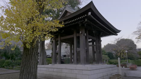 Ginkgo-is-one-of-the-oldest-living-tree-species