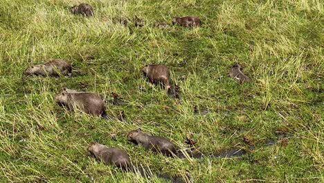 Capibaras-grazing-in-the-lush-green-fields-of-Arauca,-Colombia,-under-bright-daylight