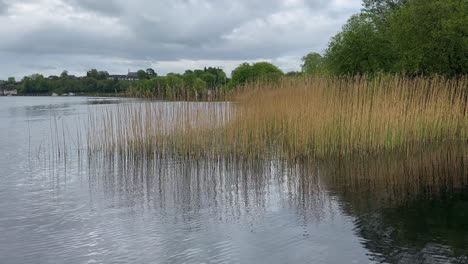 Tall-marsh-grass-grows-near-shore-in-suburban-pond-in-overcast-Ireland