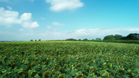 Hermoso-Campo-Soleado-Campo-De-Pradera-De-Girasol-Vista-Aérea-Volando-Bajo-Sobre-El-Campo-Agrícola