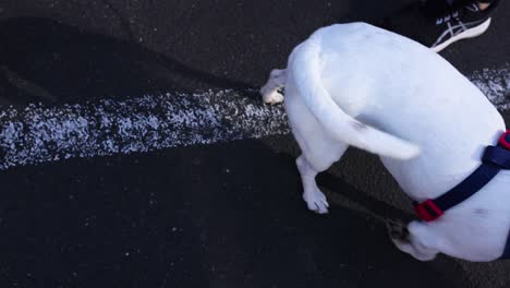 person interacting with a jack russell terrier