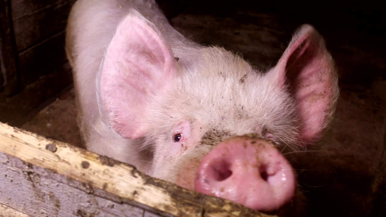 집에 있는 큰 돼지