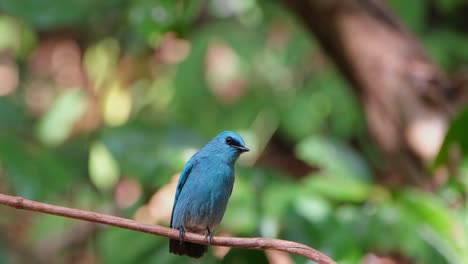 camera zooms out and slides to the left revealing this beautiful blue bird on a vine, verditer flycatcher eumyias thalassinus, thailand