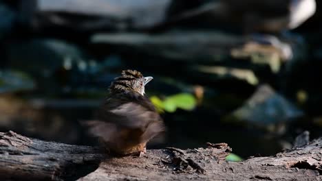 the abbot’s babbler is found in the himalayas to south asia and the southeast asia