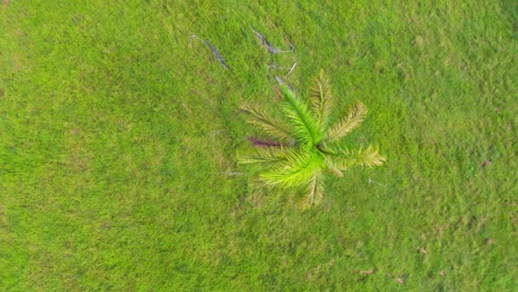 aerial top down showing lonely tropical palm tree on green meadow field in summer