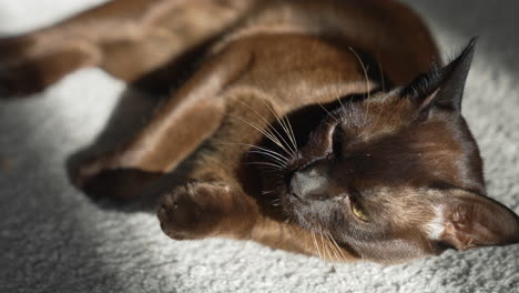 adorable brown cat indoors. cat lies on the rug in the house and relaxing. animals concept