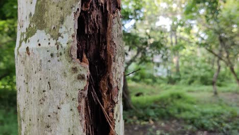 un rayo golpeó un árbol en la temporada de la luna con hormigas caminando