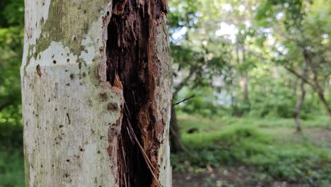 lightning struck tree in moon season with ant walking