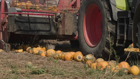 mechanical harvester collecting pumpkins in field, closer view