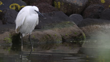 Ein-Seidenreiher-Fischt-In-Einem-Teich