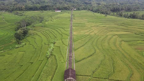 aerial view beautiful terraced rice fields in the nanggulan area, kulonprogo, yogyakarta