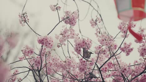 Braunohrbülbül-Auf-Blühendem-Sakura-Baum-In-Tokio,-Japan