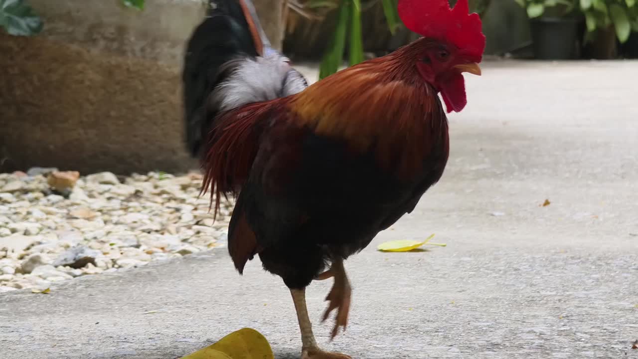 gallo en una superficie pavimentada