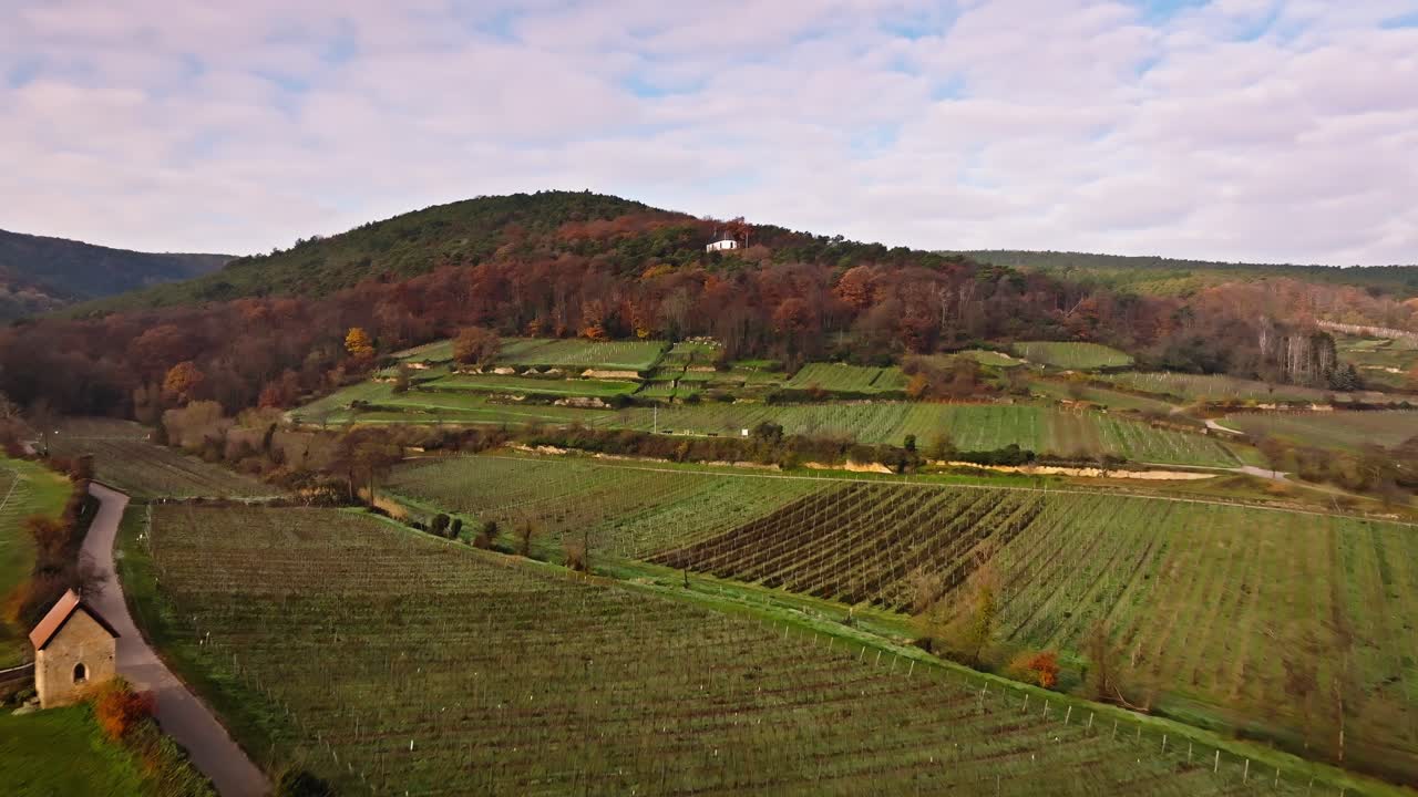Voo de Drone Sobre Vinhedos em Deidesheim an der Weinstraße – Vista Aérea de Região Vinícola Cênica na Alemanha, Perfeito para Filmagens de Viagem e Natureza