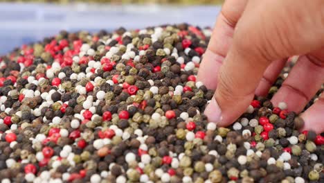 primer plano de granos de pimienta mezclados