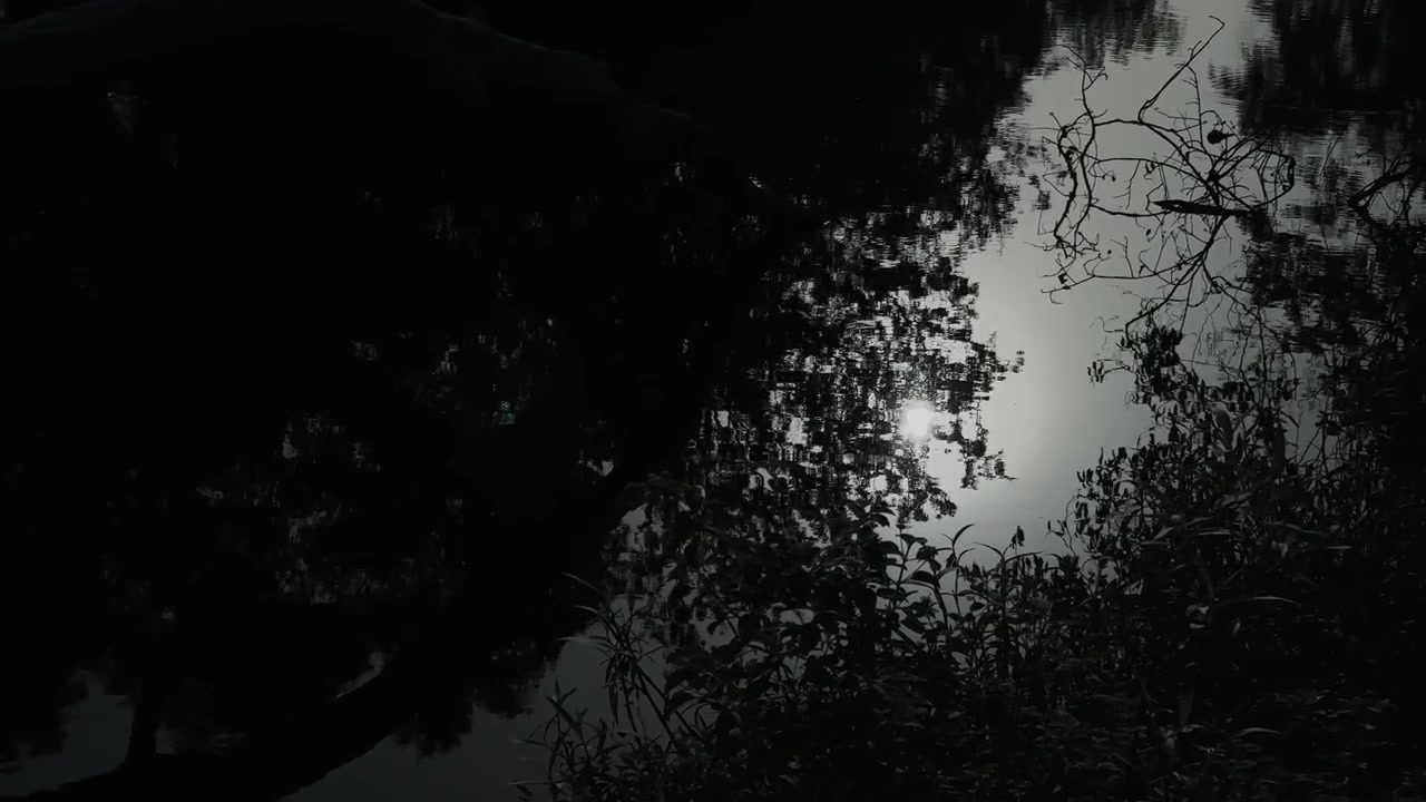 Composizione notturna suggestiva con il chiaro di luna riflesso su acque calme, circondata da scure sagome di alberi e vegetazione, che crea un'atmosfera di natura selvaggia contemplativa.