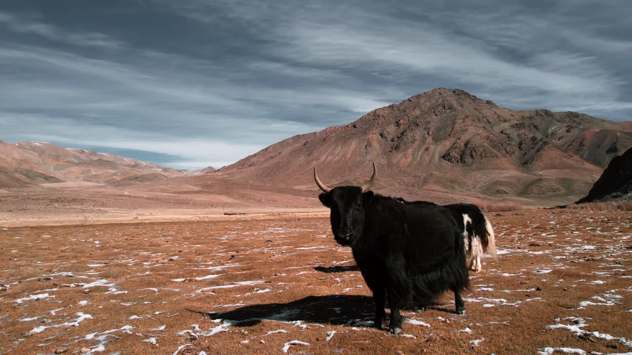 Drone omringer yakokser tæt i det vestlige Mongoliet.