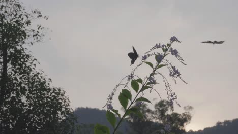 Mariposa-Todavía-Ocupada-Por-La-Noche