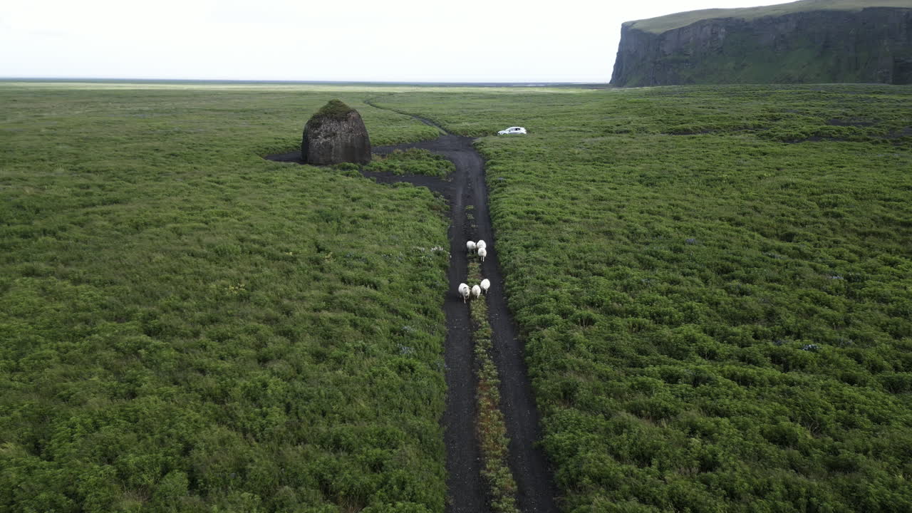 Above View Of Sheep At Hjörleifshöfði Trailhead With Kötluklettur Rock Near Vík In Iceland. Aerial Shot
