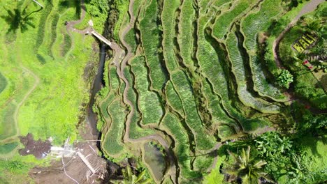 Iconic-rice-terraces-in-Ubud,-Bali,-aerial-top-down-view