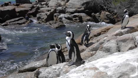 Penguin-colony-colony-at-boulders-beach-in-Cape-Town,-South-Africa