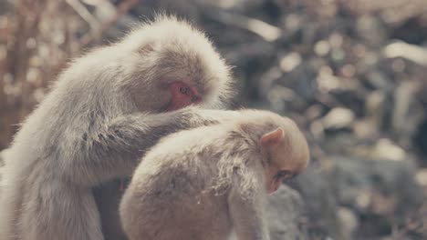 madre mono de nieve cuidando a su hijo en el zoológico