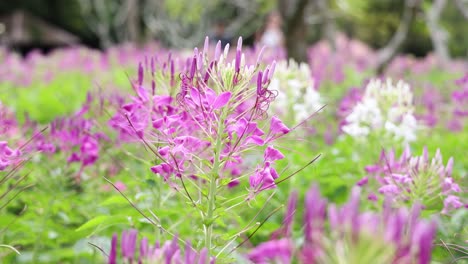 a vibrant display of purple wildflowers swaying gently.